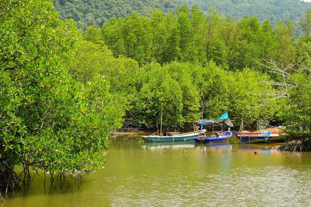 Hutan Mangrove